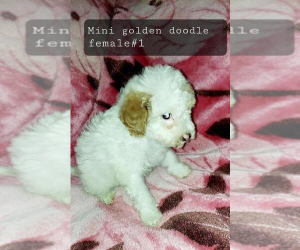 Medium Photo #18 Goldendoodle (Miniature) Puppy For Sale in DETROIT, MI, USA