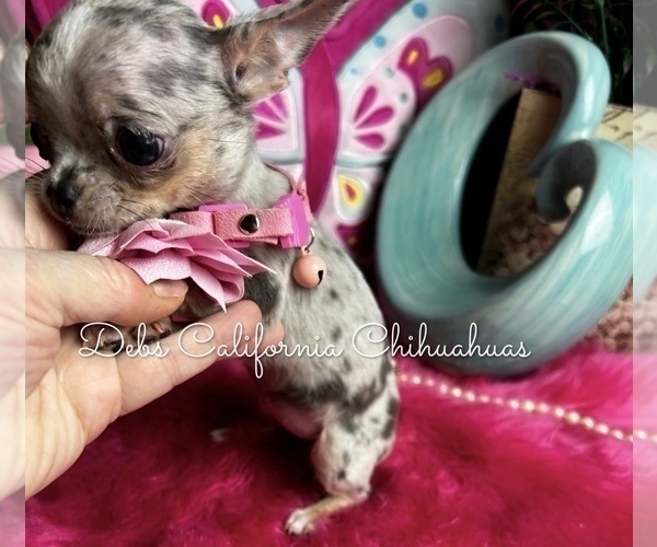 Medium Photo #2 Chihuahua Puppy For Sale in TRACY, CA, USA