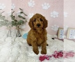 Small #2 Goldendoodle mix (+ Poodle Miniature)