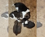 Image preview for Ad Listing. Nickname: Litter of 4