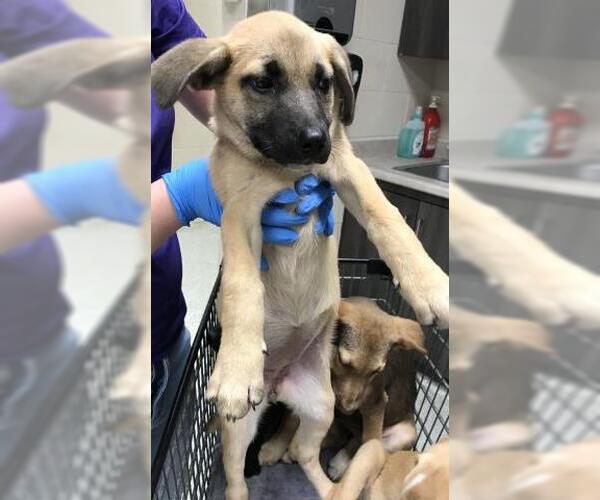 Medium Photo #1 Labrador Retriever-Unknown Mix Puppy For Sale in Conroe, TX, USA