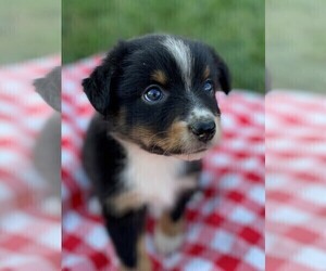 Australian Shepherd Puppy for sale in JEROMESVILLE, OH, USA