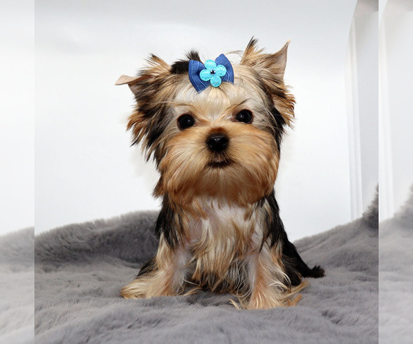 Medium Photo #3 Yorkshire Terrier Puppy For Sale in LOS ANGELES, CA, USA