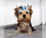 Small #2 Yorkshire Terrier