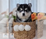 Small Photo #12 Pomsky Puppy For Sale in PRINCETON, MN, USA