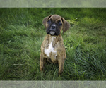 Small #1 Boxer
