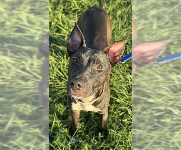 Medium Photo #1 American Staffordshire Terrier-Unknown Mix Puppy For Sale in Fort Lauderdale, FL, USA