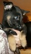Small Photo #2 German Shepherd Dog Puppy For Sale in ATTLEBORO, MA, USA
