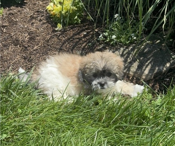 Medium Photo #2 Zuchon Puppy For Sale in CANOGA, NY, USA