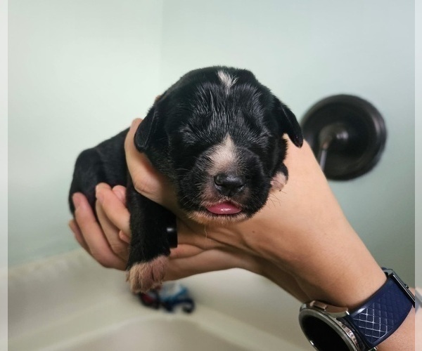 Medium Photo #3 Anatolian Shepherd-Sheepadoodle Mix Puppy For Sale in ALEXANDER, NC, USA