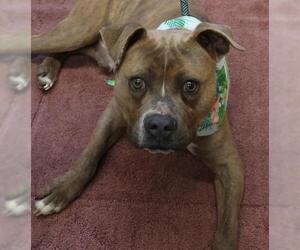 Mutt Dogs for adoption in Thief River Falls, MN, USA