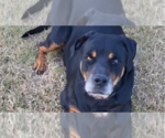 Small #10 Rottweiler