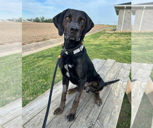 Walter - Male Labrottie Dog for Adoption - Photo #7