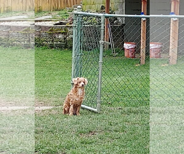 Medium Photo #2 Chilier Puppy For Sale in Sequim, WA, USA