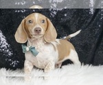 Puppy Houdini ACA Dachshund