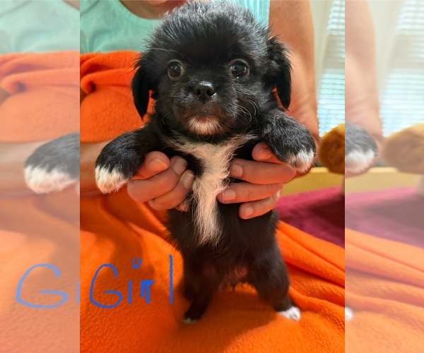 Medium Photo #4 ShiChi Puppy For Sale in FORTSON, GA, USA
