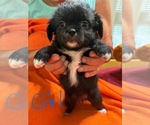 Small #3 ShiChi