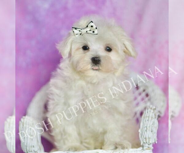 Medium Photo #8 Maltese Puppy For Sale in WARSAW, IN, USA