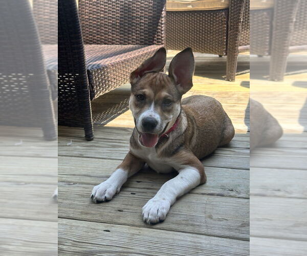 Medium Photo #2 Labrador Retriever-Unknown Mix Puppy For Sale in Brewster, NY, USA