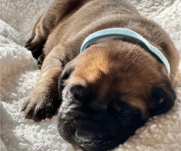 Medium Photo #19 Mastiff Puppy For Sale in BIXBY, OK, USA