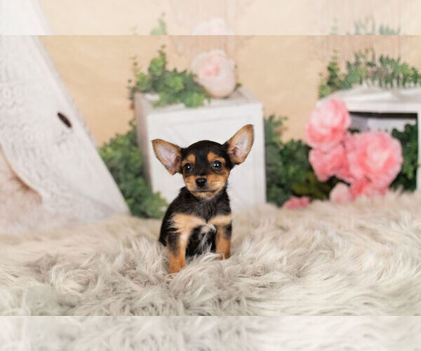 Medium Photo #4 Chorkie Puppy For Sale in WARSAW, IN, USA