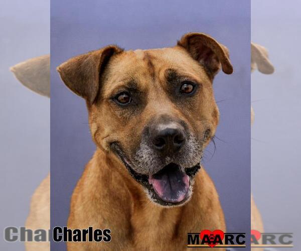Medium Photo #3 Boxer-Mountain Cur Mix Puppy For Sale in Maryville, TN, USA