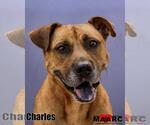 Small #2 Boxer-Mountain Cur Mix