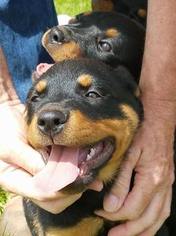 Rottweiler Puppy for sale in CORYDON, IA, USA