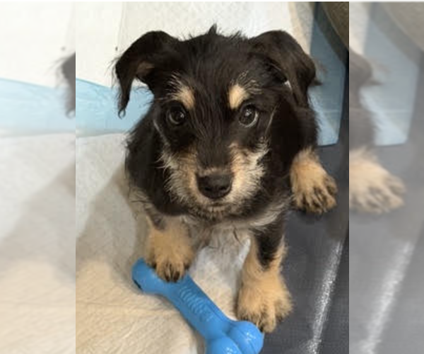 Medium Photo #1 Chihuahua-Unknown Mix Puppy For Sale in Bellevue, WA, USA
