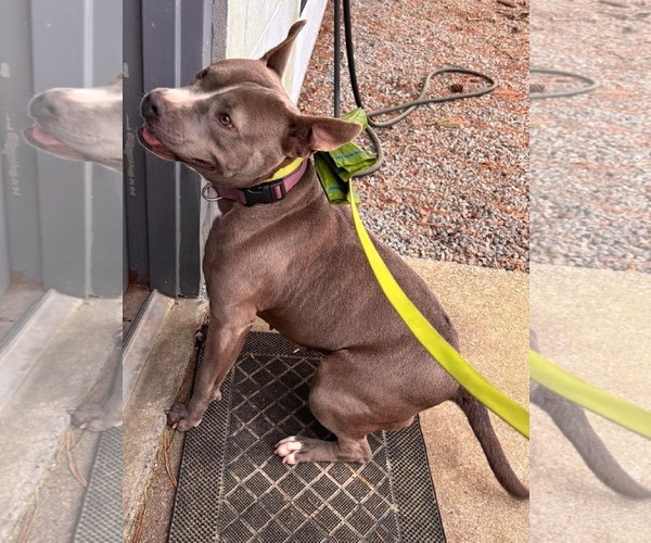 Medium Photo #9 Staffordshire Bull Terrier-Unknown Mix Puppy For Sale in Holly Springs, NC, USA