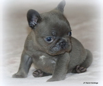 Small #3 French Bulldog