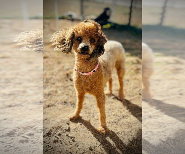 Medium Photo #2 Poodle (Miniature) Puppy For Sale in Pacolet, SC, USA