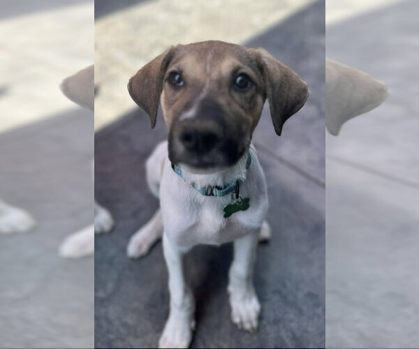 Medium Photo #3 Mutt Puppy For Sale in Andover, MN, USA