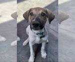 Small #2 Mutt