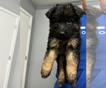 Puppy 9 German Shepherd Dog