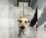 Small #1 Mutt