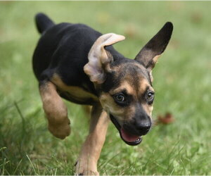 Lily - Female Australian Shepherd-Beagle Mix Dog for Adoption - Photo #6