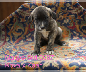 Medium Anatolian Shepherd