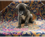 Puppy 15 Anatolian Shepherd