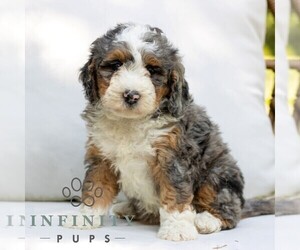 Bernedoodle (Miniature) Puppy for sale in NARVON, PA, USA