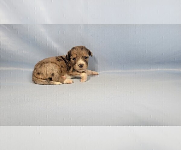 Medium Photo #37 Bernedoodle (Miniature) Puppy For Sale in BLACK FOREST, CO, USA