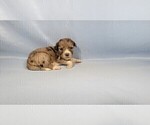 Small Photo #37 Bernedoodle (Miniature) Puppy For Sale in BLACK FOREST, CO, USA