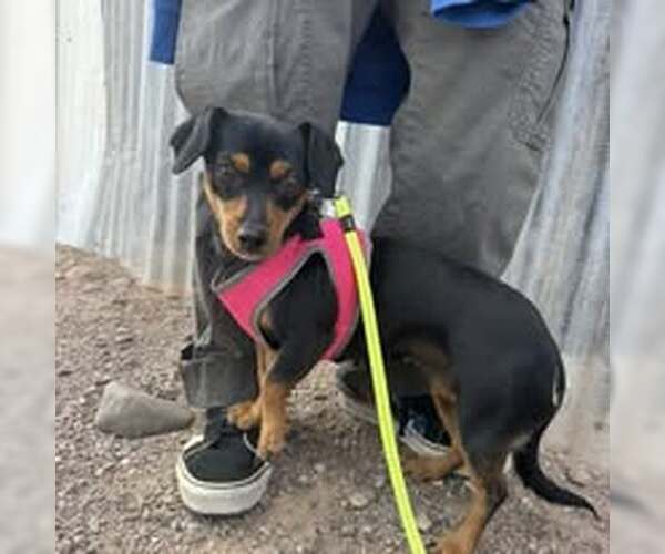 Medium Photo #2 Dachshund-Unknown Mix Puppy For Sale in Williamsburg, NM, USA