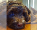 Puppy Rosie Labradoodle