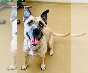 Gerberian Shepsky Dogs for adoption in Derwood, MD, USA