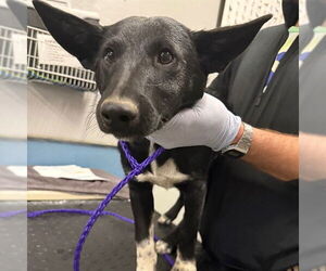 Mutt Dogs for adoption in Camarillo, CA, USA