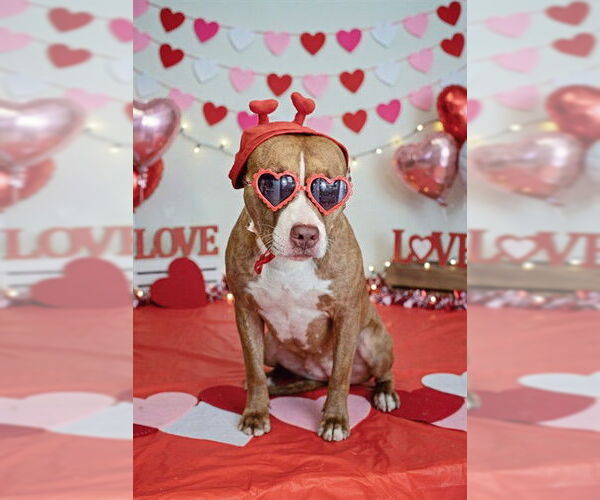 Medium Photo #3 Mutt Puppy For Sale in Belleville, IL, USA