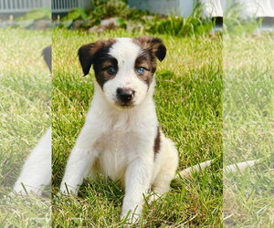Australian Shepherd-Unknown Mix Dogs for adoption in Plainfield, IL, USA