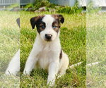 Small Australian Shepherd Mix
