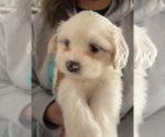 Small #2 Maltese Mix